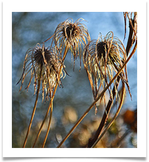 winter clematis 2 - Richard Nicholls